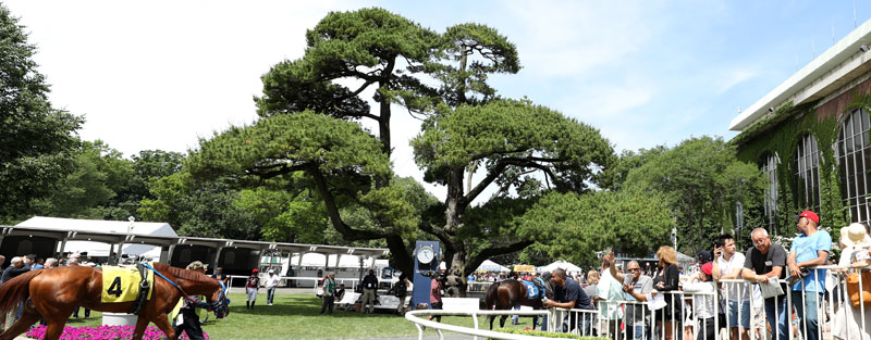 Crowd in Belmont Paddock